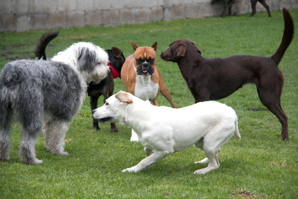 Huespedes Happy Can Camp