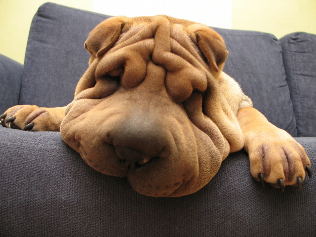 HCC shar pei