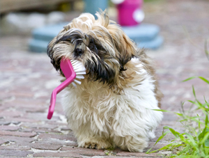 estetica canina Puebla